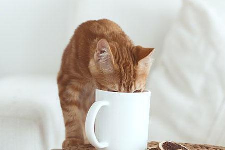 猫咪可以喝苹果水吗