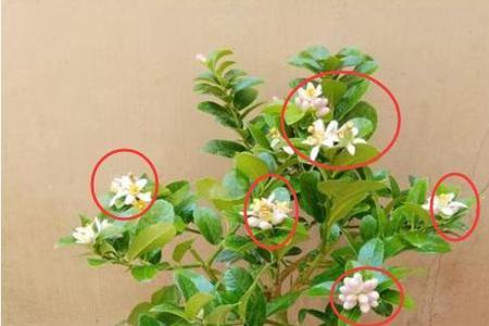 柠檬需要疏花疏果吗