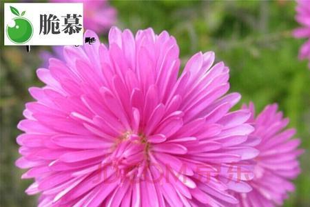 雏菊花籽种下能活多久