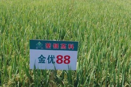苏秀852稻种怎么样