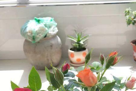 坑泥能种花吗