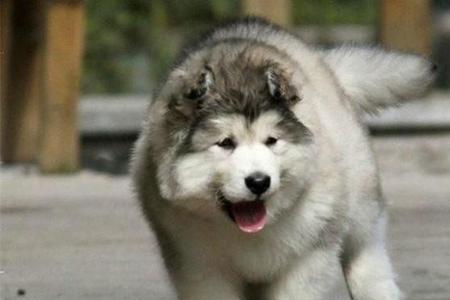 成年阿拉斯加犬熊版公母哪个大