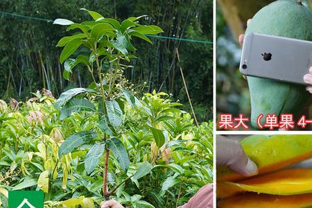 芒果树嫁接后多少天看成活