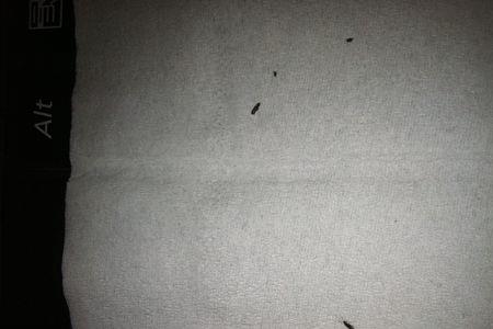 家里总有皮板虫怎么办