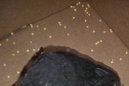 喜鹊能吃奶粉吗