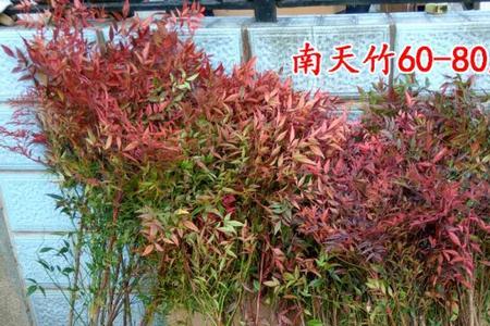 红天竹耐寒多少度