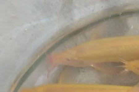 金泥鳅怎么繁殖