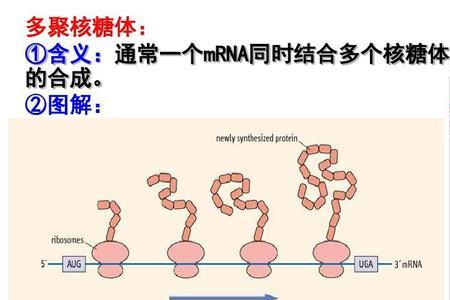 核糖体一共有几种类型