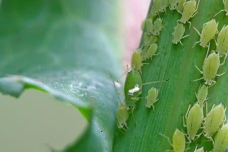 竹子生蜜虫不