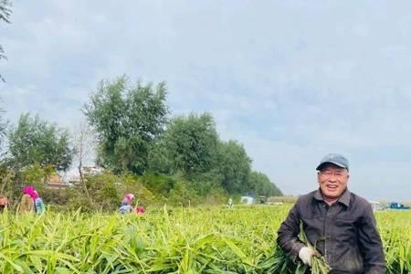 豫北地域能种植生姜吗