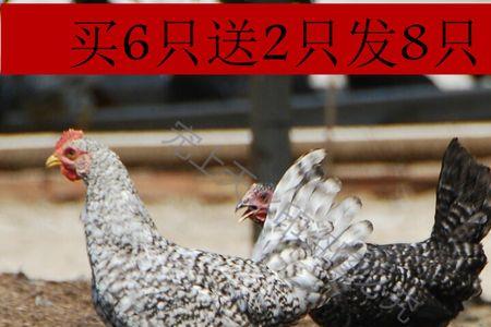 一套种鸡是多少只鸡