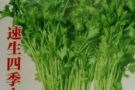 山芹菜和水芹菜哪种好吃