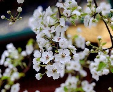 梨花比喻什么