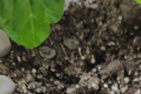 秋葵移栽的正确方法