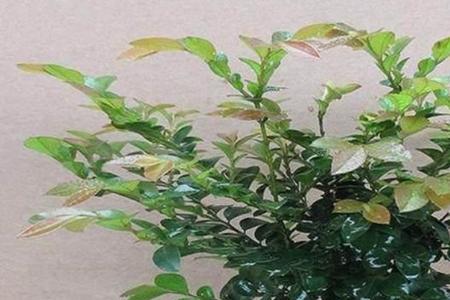 小叶紫檀能够在河北地区种植吗