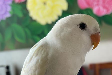 鹦鹉剪掉飞羽多久长出来