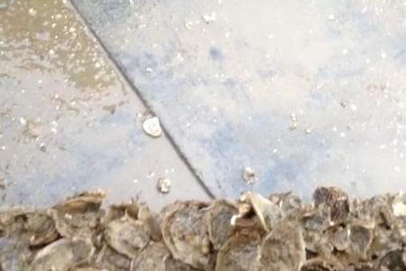 养殖生蚝用什么水