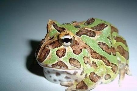 角蛙多大才会叫