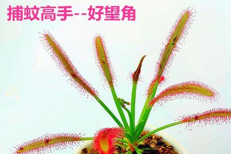 好望角茅膏菜寿命