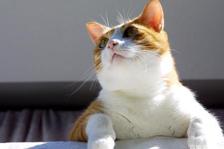 猫倒退走路是什么原因