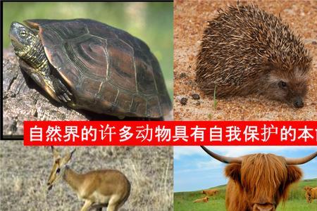本领和本能是近义词吗