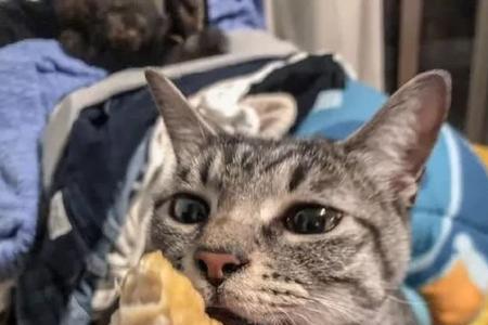 猫咪能闻油漆味吗
