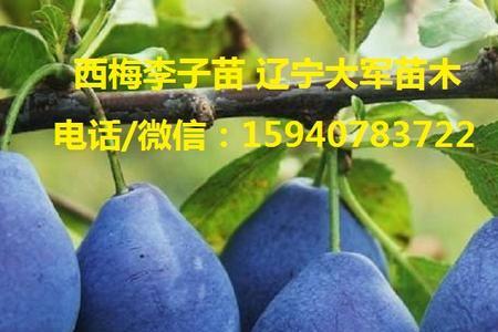 广东可以种西梅吗