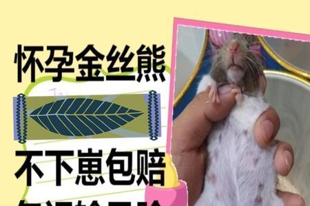 金丝熊合笼多久后怀孕