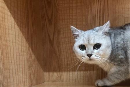 银渐层和银渐层配出什么颜色猫