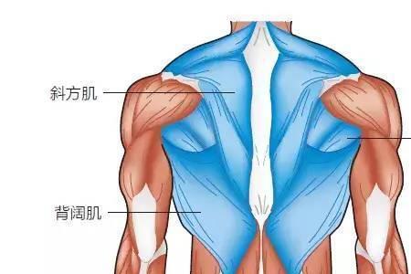 猪三角肌是哪个部位