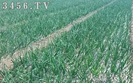 洋葱苔怎么种植