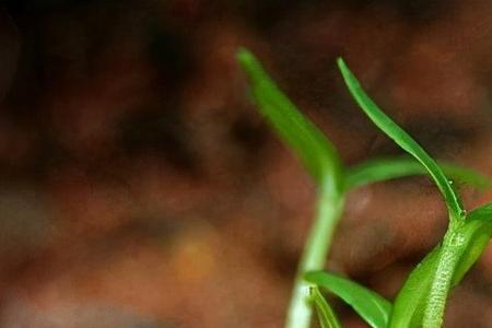 形容植物生长茂盛的诗句