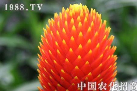 坨坨凤怎么养护