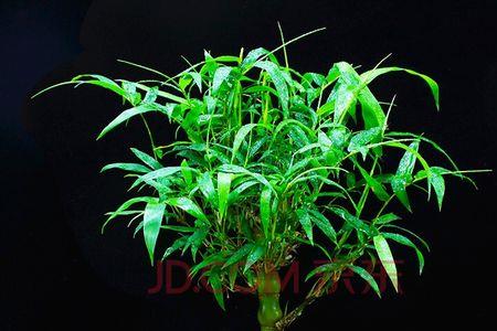 葫芦竹怎么盆栽