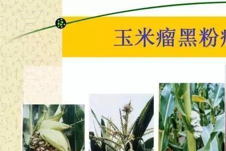 毒死蜱玉米一生可用几次