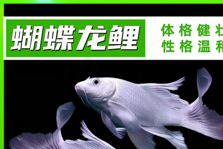 蝴蝶鲤吃大肚鱼吗