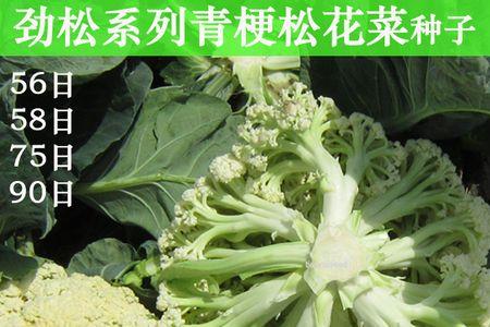 松花菜要多深花盆才能种植