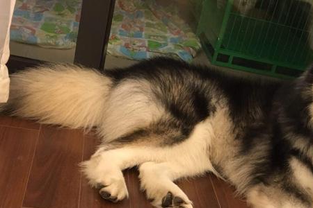 阿拉斯加体重标准对照