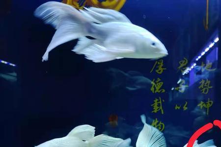 蝴蝶鲤身上泛红还蹭缸怎么治
