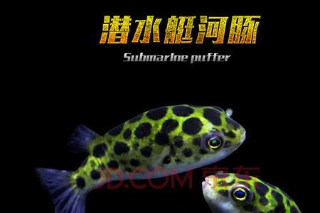 两条河豚能在一块儿生活吗