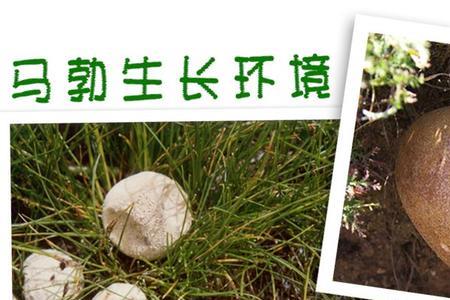 牛粪菇煮多久熟