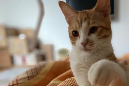 小猫在家不安全是什么意思