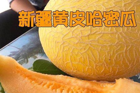 哈密瓜的头部更甜还是尾部更甜
