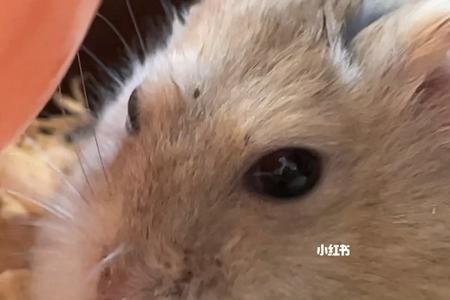 仓鼠能多吃南瓜吗