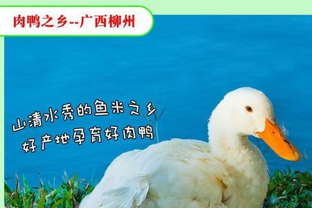 黄皮鸭掌特点