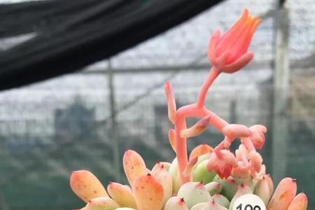雪爪多肉叶插成功率高吗