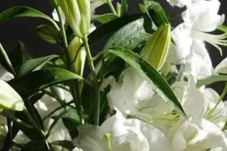 百合花太香了怎么去掉