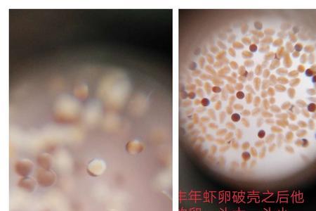 1000毫升的水配多少克丰年虾和盐