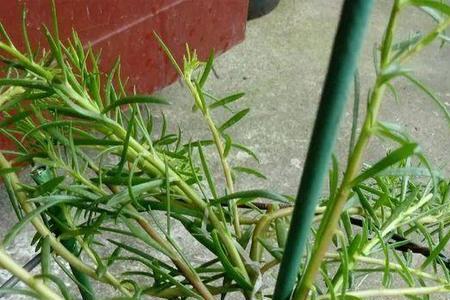 接穗脱水的补救办法