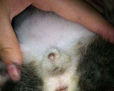 怎么看母猫肚子里有没有小猫